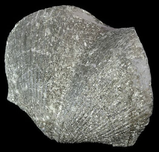 Pyrite Replaced Brachiopod (Paraspirifer) - Ohio #52706